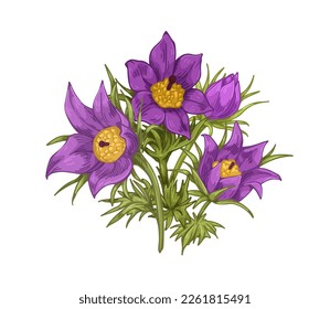 Pasque flowers drawn in vintage style. Pasqueflowers with leaves, stem. Blossomed blooming floral plant. Realistic retro Pulsatilla vulgaris. Botanical vector illustration isolated on white background