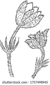 Pasque-Blume, schwarz-weißer Vektorgrafik