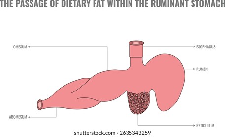The passage of dietary fat in ruminants involves hydrolysis in the rumen microbial action and absorption in the small intestine