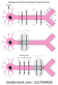 Passage of the Nerve Impulse through the Axon Infographic Diagram including polarization resting potential depolarization action re-polarization neurology biology physiology science education vector