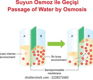 Passage of Water by Osmosis