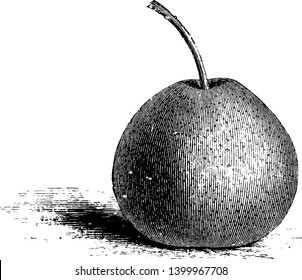 It is a Passe Crassane pear, the red- waxed winter pear of the France, vintage line drawing or engraving illustration.