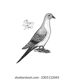 Passenger pigeon bird. Extinct species. Engraved Hand drawn vector illustration in woodcut Graphic vintage style, vintage drawing