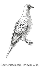 Passenger Pigeon extinct bird sketch