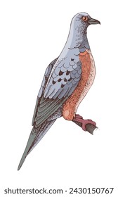 Passenger Pigeon extinct bird sketch