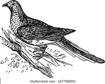 The passenger pigeon was very abundant in North America but eventually became extinct because of hunting. It shows the The passenger pigeon was very abundant in North America