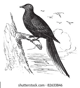 Passenger Pigeon or Wild Pigeon (Ectopistes migratorius), vintage engraved illustration. Passenger pigeon perched on tree branch. Trousset encyclopedia (1886 - 1891).