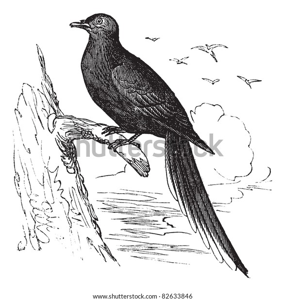 Passenger Pigeon or Wild\
Pigeon (Ectopistes migratorius), vintage engraved illustration.\
Passenger pigeon perched on tree branch. Trousset encyclopedia\
(1886 - 1891).