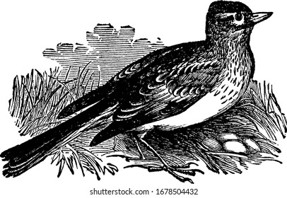 A passerine bird in the lark family Alaudidae, has a short blunt crest on the head,  vintage line drawing or engraving illustration.