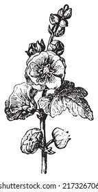 Passerose or Hollyhock or Pass pink or Rose papal, vintage engraved illustration. Dictionary of words and things - Larive and Fleury - 1895.