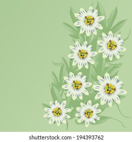 passiflora