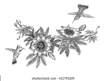 Passiflora and colibri. Vintage botanical illustration. Vector design element. Black and white color.