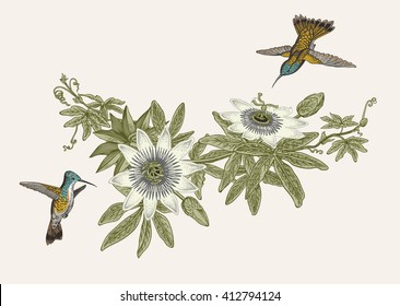 Passiflora and colibri. Vintage botanical illustration. Vector design element. 