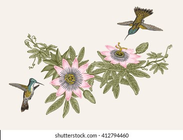 Passiflora and colibri. Vintage botanical illustration. Vector design element. 