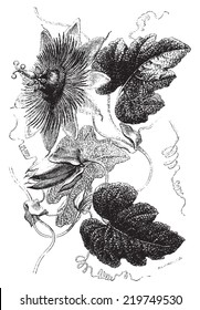 Passiflora crispa suaveolens, vintage engraved illustration. Le Tour du Monde, Travel Journal, (1872).