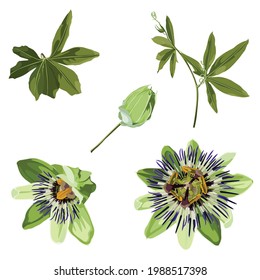 Passiflora exotic flowers and leaves set. Purple passionflower (Passiflora incarnata), medicinal plant.