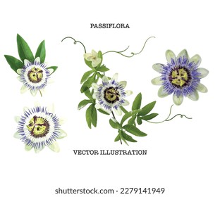 passiflora flower vector set on white