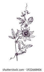 Passiflora incarnata (Maypop, wahre oder violette Passionblume, wilder Aprikose, wilde Passionsrebe) doodle schwarze Tintenzeichnung, Holzschnitt-Stil