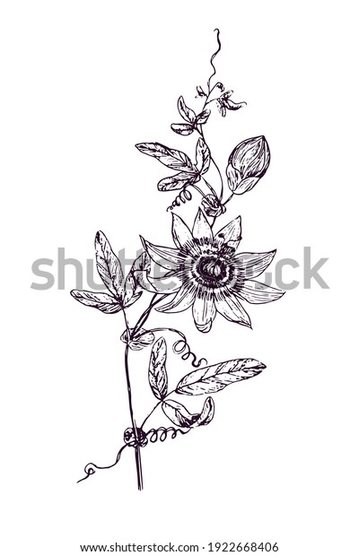 Passiflora incarnata (maypop, true or  purple\
passionflower, wild apricot, wild passion vine) doodle black ink\
drawing, woodcut\
style