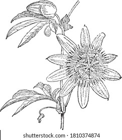 Passiflora ligularis, Aus dem Wörterbuch von Wort und Dingen, 1888.