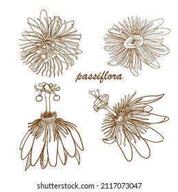 Passiflora line art, sketch flower.