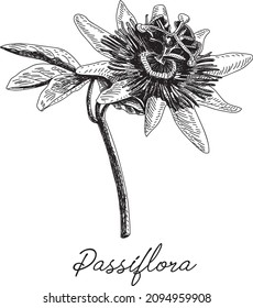 Passiflora - Passionsblume. Skizzenhafte, handgezeichnete Vektorgrafik.