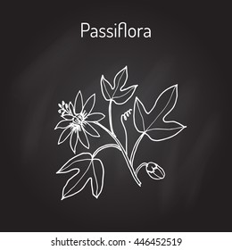 Passiflora, or passion flowers. Vector illustration
