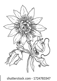 Passiflora passion fruit tropical exotic flower blossom. Isolated vector botanical illustration: retro, vintage, hand drawn, black and white, outline. For wedding invitation, card, print, tattoo.