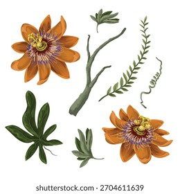 Passiflora tropical flower vector pattern with exotic leaves and jungle plants