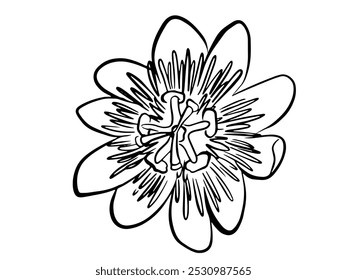 Passion Blumenlinie exotische Blumen und Blätter Strauß. Passionsblume (Passiflora incarnata), Heilpflanze
Passionsblume, Vektorlinie, botanische Illustration auf weißem Hintergrund. Malvorlage