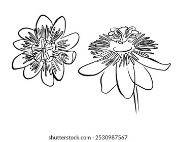 passion flower line exotic flowers and leaves bouquet. Passion flower (Passiflora incarnata), medicinal plant.
Passion flower vector line botanical illustration on white background. Coloring page