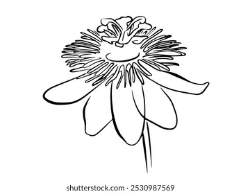 Passion Blumenlinie exotische Blumen und Blätter Strauß. Passionsblume (Passiflora incarnata), Heilpflanze
Passionsblume, Vektorlinie, botanische Illustration auf weißem Hintergrund. Malvorlage