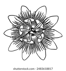 Passion flower outline drawing. Passiflora hand drawn graphic line Art. Doodle Vector botanical sketch for package design, wrapping, tattoo, card and tag.