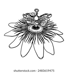 Passion flower outline drawing. Passiflora hand drawn graphic line Art. Doodle Vector botanical sketch for package design, wrapping, tattoo, card and tag.