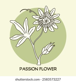 Passion Flower (Passiflora) line art drawing. Best for organic cosmetics, ayurveda, alternative medicine. Vector illustration on light green background.