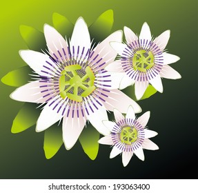 passion flower vector art