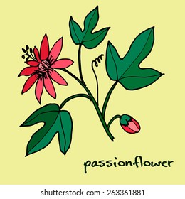 passion flower vector art