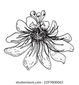 Ilustración vectorial de flores de pasión aislada en fondo blanco. Planta tropical azul dibujada a mano. Elemento de diseño Passiflora para envoltura, menú, mercado, té de hierbas, helado, pegatinas, vajilla