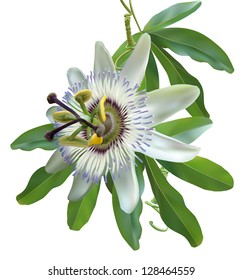 Passion flower white. Photo-realistic vector