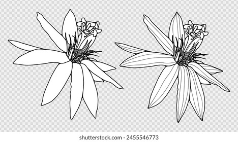 Passion flowers isolated on a transparent background. Hand drawn floral outline.
