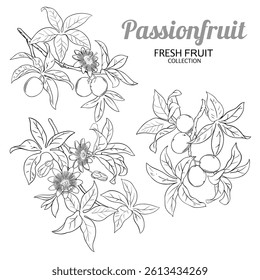 Passion Fruit Branch Outline Illustration