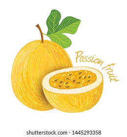 Passion fruit doodle drawings vector illustration.