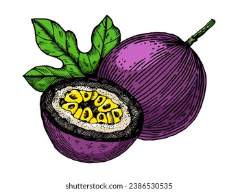 Passion fruit engraving sketch style hand drawn color vector illustration. Scratch board style imitation. Hand drawn image.