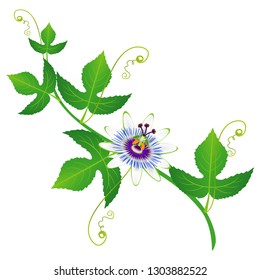 Passion fruit flower on a branch with leaves on a white background.