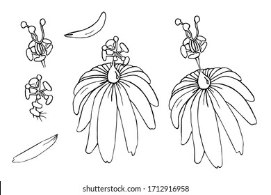 Passion fruit flower set. Hand drawn line passiflora plant. Floral vector illustration