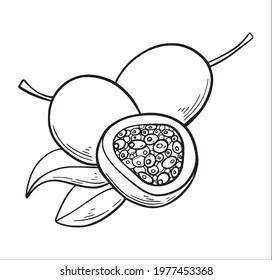 Passion fruit hand drawn sketch style isolated on white background. Hand drawn tropical food illustration. Whole and sliced maracuya. Vector illustration.