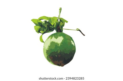 passion fruit Hand drawn stylized granadilla. Vector illustration, isolated on white background. Illustration for logo or icon.