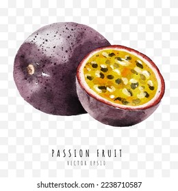 Passion fruit hand drawn watercolor painting isolated on white background,  Vector illustration