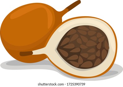 Passion fruit, illustration, vector on white background