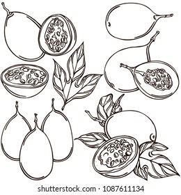 Passion Fruit Linear Pattern, Vector